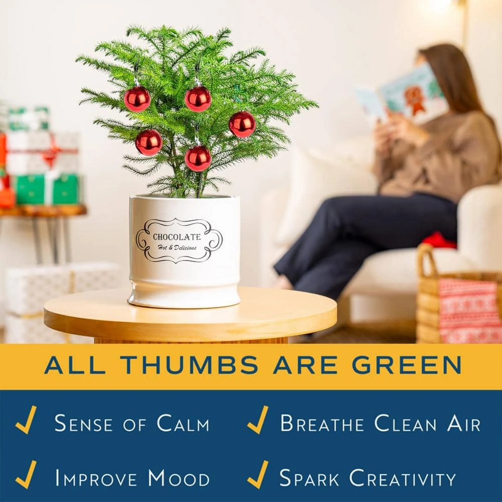 Norfolk Island Pine Indoor Plant In 6 In. White Ceramic Planter, Avg. Shipping Height 1-2 Ft. Tall 7 Norfolk Island Pine Indoor Plant In 6 In. White Ceramic Planter, Avg. Shipping Height 1-2 Ft. Tall - Image 5