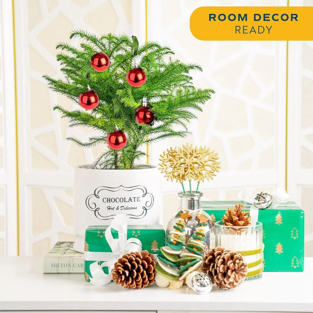 Norfolk Island Pine Indoor Plant In 6 In. White Ceramic Planter, Avg. Shipping Height 1-2 Ft. Tall 6 Norfolk Island Pine Indoor Plant In 6 In. White Ceramic Planter, Avg. Shipping Height 1-2 Ft. Tall - Image 4