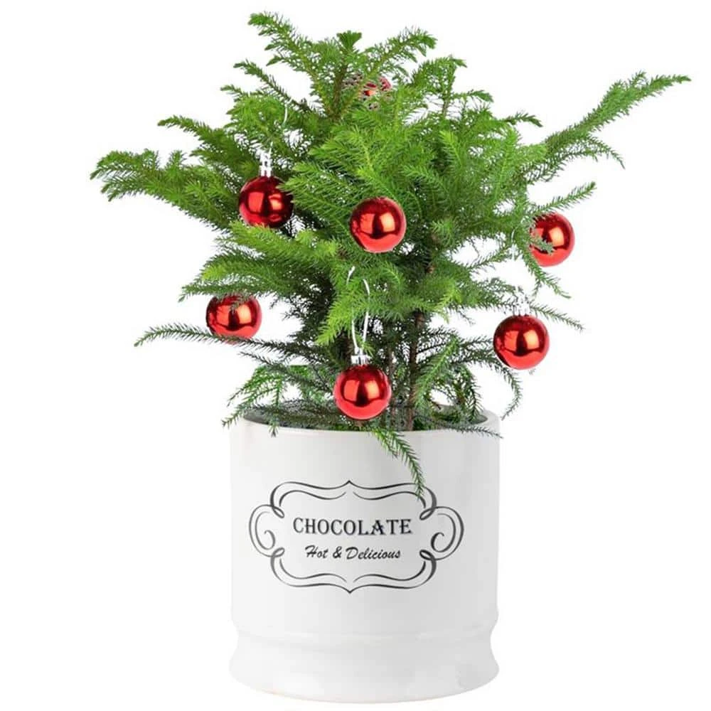 Norfolk Island Pine Indoor Plant In 6 In. White Ceramic Planter, Avg. Shipping Height 1-2 Ft. Tall 3 Norfolk Island Pine Indoor Plant In 6 In. White Ceramic Planter, Avg. Shipping Height 1-2 Ft. Tall