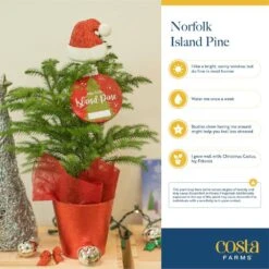 Norfolk Island Pine Indoor Plant In 6 In. White Ceramic Planter, Avg. Shipping Height 1-2 Ft. Tall 14 Norfolk Island Pine Indoor Plant In 6 In. White Ceramic Planter, Avg. Shipping Height 1-2 Ft. Tall -Home plant costa farms fresh christmas plants m nip p hyw 01 fa 1000
