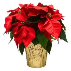 6 In. Holiday Live Indoor Poinsettia In Gold Pot Cover (1-Pack)