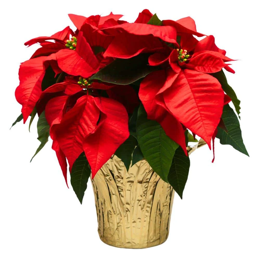 6 In. Holiday Live Indoor Poinsettia In Gold Pot Cover (1-Pack) 3 6 In. Holiday Live Indoor Poinsettia In Gold Pot Cover (1-Pack)