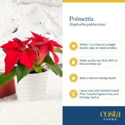 6 In. Holiday Live Indoor Poinsettia In Gold Pot Cover (2-Pack) 12 6 In. Holiday Live Indoor Poinsettia In Gold Pot Cover (2-Pack) -Home plant costa farms fresh christmas plants m poi w gld 02 1f 1000