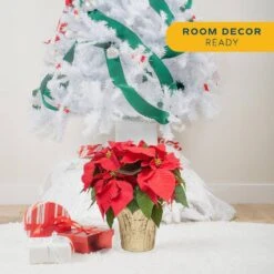 6 In. Holiday Live Indoor Poinsettia In Gold Pot Cover (2-Pack) 11 6 In. Holiday Live Indoor Poinsettia In Gold Pot Cover (2-Pack) -Home plant costa farms fresh christmas plants m poi w gld 02 4f 1000