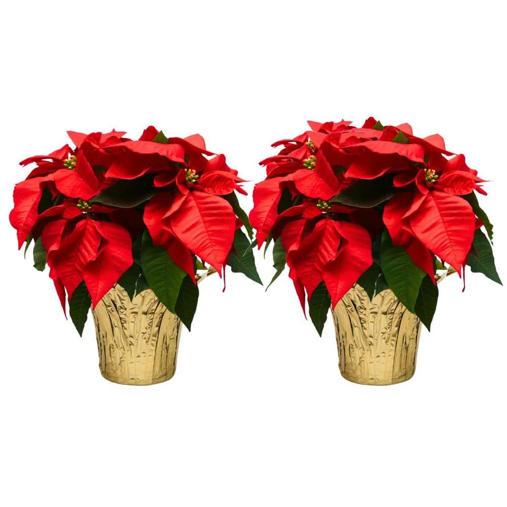 6 In. Holiday Live Indoor Poinsettia In Gold Pot Cover (2-Pack) 3 6 In. Holiday Live Indoor Poinsettia In Gold Pot Cover (2-Pack)