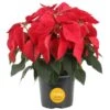 6 In. Holiday Live Indoor Poinsettia In Grow Pot (1-Pack) 2 6 In. Holiday Live Indoor Poinsettia In Grow Pot (1-Pack) -Home plant costa farms fresh christmas plants m poi w pot 01 64 1000