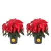 6 In. Holiday Live Indoor Poinsettia In Grow Pot (2-Pack) 2 6 In. Holiday Live Indoor Poinsettia In Grow Pot (2-Pack) -Home plant costa farms fresh christmas plants m poi w pot 02 64 1000