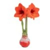 Blooming Holiday Amaryllis Bulb In 4 In. Red Snow Holiday Wax 2 Blooming Holiday Amaryllis Bulb In 4 In. Red Snow Holiday Wax -Home plant costa farms fresh christmas plants s ama b red 01 64 1000