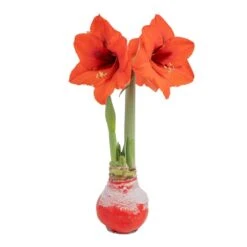 Blooming Holiday Amaryllis Bulb In 4 In. Red Snow Holiday Wax
