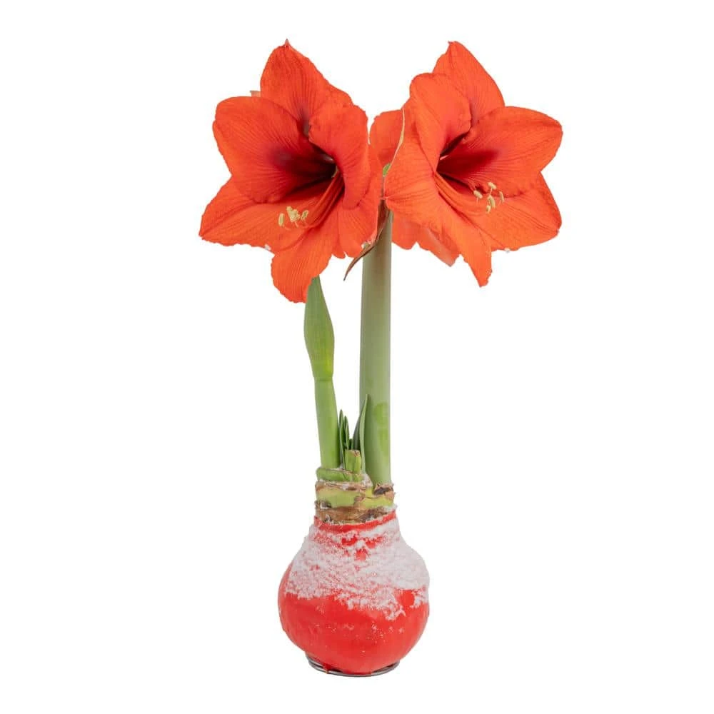 Blooming Holiday Amaryllis Bulb In 4 In. Red Snow Holiday Wax 3 Blooming Holiday Amaryllis Bulb In 4 In. Red Snow Holiday Wax