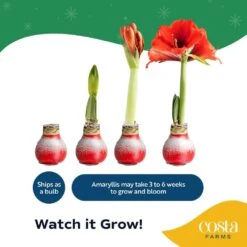 Blooming Holiday Amaryllis Bulb In 4 In. Red Snow Holiday Wax (2-Pack) 17 Blooming Holiday Amaryllis Bulb In 4 In. Red Snow Holiday Wax (2-Pack) -Home plant costa farms fresh christmas plants s ama b red 02 44 1000