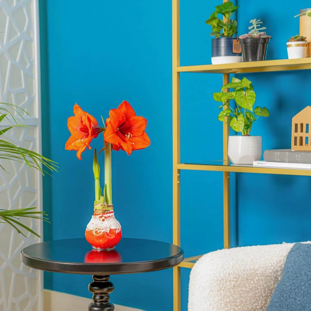 Blooming Holiday Amaryllis Bulb In 4 In. Red Snow Holiday Wax (2-Pack) 7 Blooming Holiday Amaryllis Bulb In 4 In. Red Snow Holiday Wax (2-Pack) - Image 5