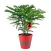 Norfolk Island Pine Indoor Plant In 4 In. Red Decor Pot, Avg. Shipping Height 10 In. Tall 1 Norfolk Island Pine Indoor Plant In 4 In. Red Decor Pot, Avg. Shipping Height 10 In. Tall -Home plant costa farms fresh christmas plants s nip s rbc 01 64 1000