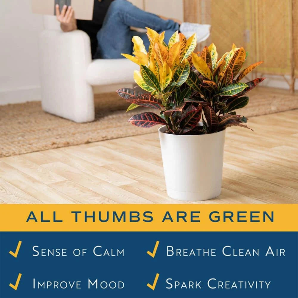 Croton Petra Indoor Plant In 8.75 Decor Planter, Avg. Shipping Height 2-3 Ft. Tall 10 Croton Petra Indoor Plant In 8.75 Decor Planter, Avg. Shipping Height 2-3 Ft. Tall - Image 8