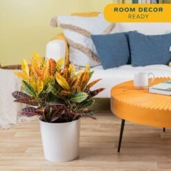 Croton Petra Indoor Plant In 8.75 Decor Planter, Avg. Shipping Height 2-3 Ft. Tall 13 Croton Petra Indoor Plant In 8.75 Decor Planter, Avg. Shipping Height 2-3 Ft. Tall -Home plant costa farms house plants 10cropecreamod 4f 1000