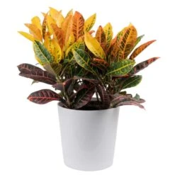 Croton Petra Indoor Plant In 8.75 Decor Planter, Avg. Shipping Height 2-3 Ft. Tall