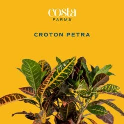 Croton Petra Indoor Plant In 8.75 Decor Planter, Avg. Shipping Height 2-3 Ft. Tall 12 Croton Petra Indoor Plant In 8.75 Decor Planter, Avg. Shipping Height 2-3 Ft. Tall -Home plant costa farms house plants 10cropecreamod c3 1000