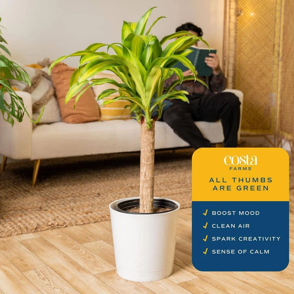 Mass Cane Indoor Plant In 8.75 In. Decor Pot, Avg. Shipping Height 2-3 Ft. Tall 7 Mass Cane Indoor Plant In 8.75 In. Decor Pot, Avg. Shipping Height 2-3 Ft. Tall - Image 5