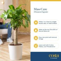 Mass Cane Indoor Plant In 8.75 In. Decor Pot, Avg. Shipping Height 2-3 Ft. Tall 17 Mass Cane Indoor Plant In 8.75 In. Decor Pot, Avg. Shipping Height 2-3 Ft. Tall -Home plant costa farms house plants 10masscreammod 31 1000