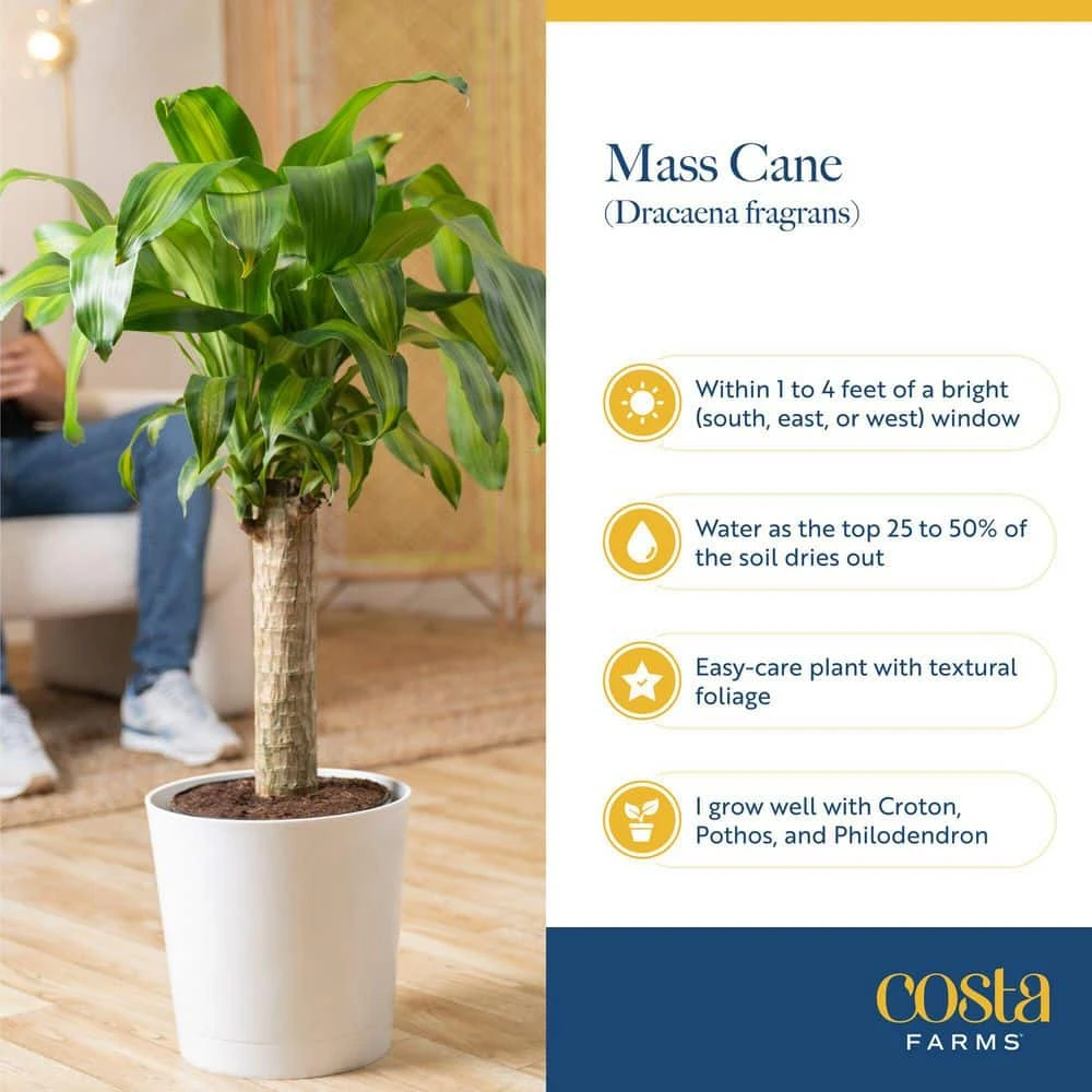 Mass Cane Indoor Plant In 8.75 In. Decor Pot, Avg. Shipping Height 2-3 Ft. Tall 10 Mass Cane Indoor Plant In 8.75 In. Decor Pot, Avg. Shipping Height 2-3 Ft. Tall - Image 8