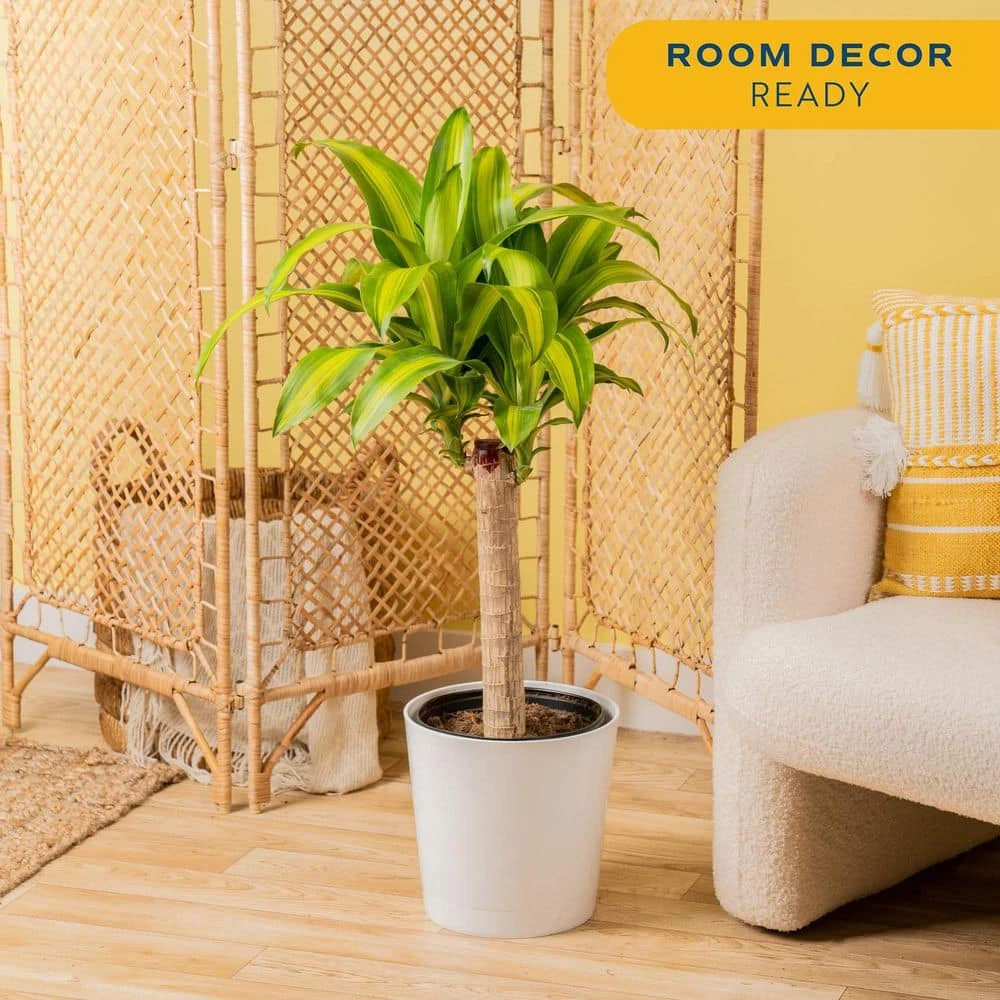 Mass Cane Indoor Plant In 8.75 In. Decor Pot, Avg. Shipping Height 2-3 Ft. Tall 6 Mass Cane Indoor Plant In 8.75 In. Decor Pot, Avg. Shipping Height 2-3 Ft. Tall - Image 4