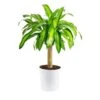 Mass Cane Indoor Plant In 8.75 In. Decor Pot, Avg. Shipping Height 2-3 Ft. Tall 2 Mass Cane Indoor Plant In 8.75 In. Decor Pot, Avg. Shipping Height 2-3 Ft. Tall -Home plant costa farms house plants 10masscreammod 64 1000