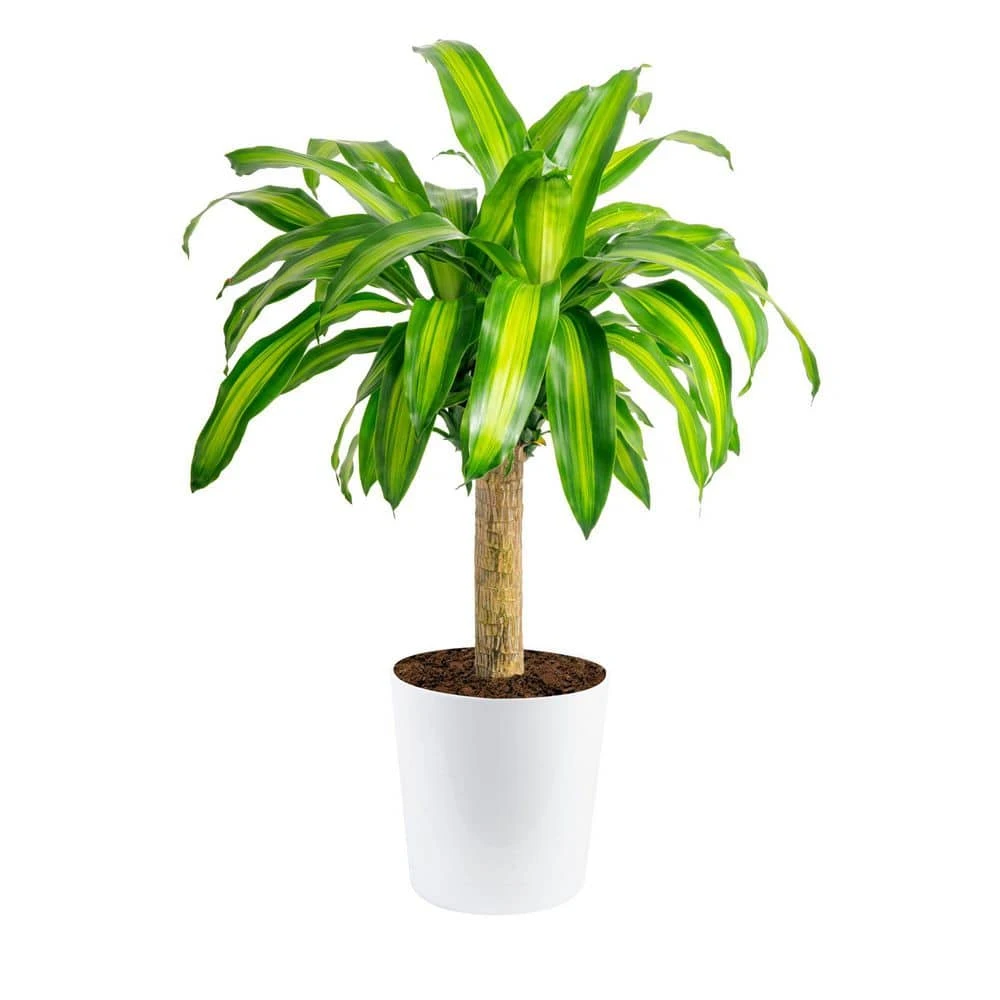 Mass Cane Indoor Plant In 8.75 In. Decor Pot, Avg. Shipping Height 2-3 Ft. Tall 3 Mass Cane Indoor Plant In 8.75 In. Decor Pot, Avg. Shipping Height 2-3 Ft. Tall