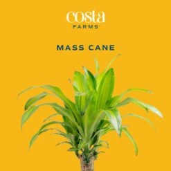 Mass Cane Indoor Plant In 8.75 In. Decor Pot, Avg. Shipping Height 2-3 Ft. Tall 12 Mass Cane Indoor Plant In 8.75 In. Decor Pot, Avg. Shipping Height 2-3 Ft. Tall -Home plant costa farms house plants 10masscreammod c3 1000