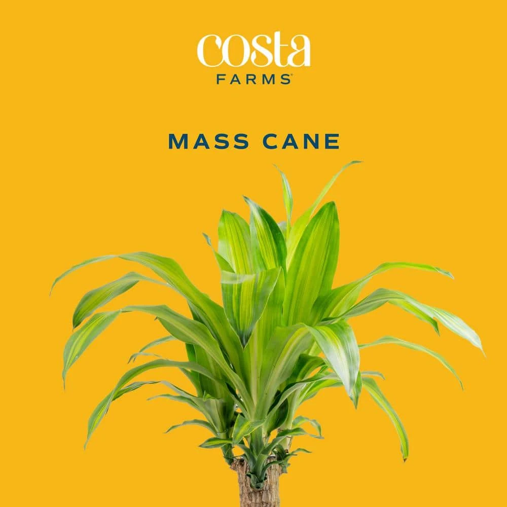 Mass Cane Indoor Plant In 8.75 In. Decor Pot, Avg. Shipping Height 2-3 Ft. Tall 5 Mass Cane Indoor Plant In 8.75 In. Decor Pot, Avg. Shipping Height 2-3 Ft. Tall - Image 3