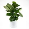 Fiddle Leaf Fig Indoor Plant In 10 In. Decor Pot, Avg. Shipping Height 1-2 Ft. Tall 2 Fiddle Leaf Fig Indoor Plant In 10 In. Decor Pot, Avg. Shipping Height 1-2 Ft. Tall -Home plant costa farms house plants 10panpar2ft 64 1000