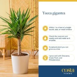 Yucca Cane Indoor Plant In 8.75 Grower Pot, Avg. Shipping Height 2-3 Ft. Tall -Home plant costa farms house plants 10yc1 1f 1000
