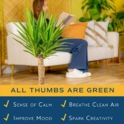 Yucca Cane Indoor Plant In 8.75 Grower Pot, Avg. Shipping Height 2-3 Ft. Tall -Home plant costa farms house plants 10yc1 31 1000