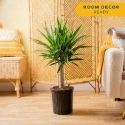Yucca Cane Indoor Plant In 8.75 Grower Pot, Avg. Shipping Height 2-3 Ft. Tall -Home plant costa farms house plants 10yc1 4f 1000