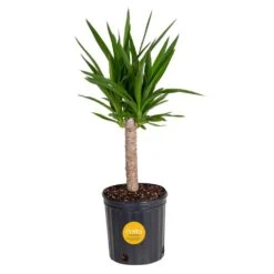 Yucca Cane Indoor Plant In 8.75 Grower Pot, Avg. Shipping Height 2-3 Ft. Tall