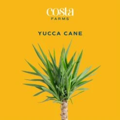 Yucca Cane Indoor Plant In 8.75 Grower Pot, Avg. Shipping Height 2-3 Ft. Tall -Home plant costa farms house plants 10yc1 c3 1000