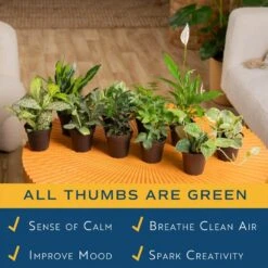 Grower's Choice Exotic Angel Indoor Plant Assortment In 3.8 In. Grower Pot, Avg. Shipping Height 8 In. Tall (8 Pack) -Home plant costa farms house plants 38angel8pk 1f 1000