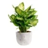 Dieffenbachia Indoor Plant In 6 In. White And Pink Hearts Ceramic Planter, Avg. Shipping Height 1-2 Ft. Tall 1 Dieffenbachia Indoor Plant In 6 In. White And Pink Hearts Ceramic Planter, Avg. Shipping Height 1-2 Ft. Tall -Home plant costa farms house plants 6dieffhol2pk 64 1000