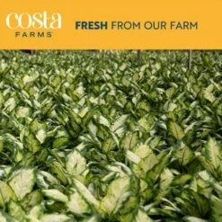 Dieffenbachia Indoor Plant In 6 In. White And Pink Hearts Ceramic Planter, Avg. Shipping Height 1-2 Ft. Tall -Home plant costa farms house plants 6dieffhol2pk fa 1000