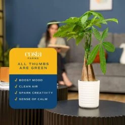 4 In. Money Tree Braid Plant In White Decor Planter, Avg. Shipping Height 16 In. Tall 17 4 In. Money Tree Braid Plant In White Decor Planter, Avg. Shipping Height 16 In. Tall -Home plant costa farms house plants 6pileacontemp 31 1000