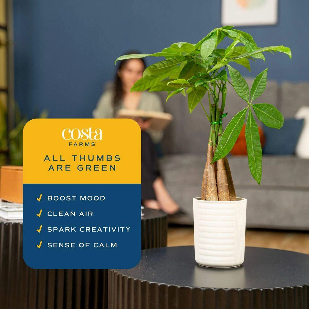 4 In. Money Tree Braid Plant In White Decor Planter, Avg. Shipping Height 16 In. Tall 10 4 In. Money Tree Braid Plant In White Decor Planter, Avg. Shipping Height 16 In. Tall - Image 8