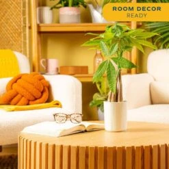 4 In. Money Tree Braid Plant In White Decor Planter, Avg. Shipping Height 16 In. Tall 14 4 In. Money Tree Braid Plant In White Decor Planter, Avg. Shipping Height 16 In. Tall -Home plant costa farms house plants 6pileacontemp 4f 1000