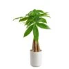 4 In. Money Tree Braid Plant In White Decor Planter, Avg. Shipping Height 16 In. Tall 1 4 In. Money Tree Braid Plant In White Decor Planter, Avg. Shipping Height 16 In. Tall -Home plant costa farms house plants 6pileacontemp 64 1000