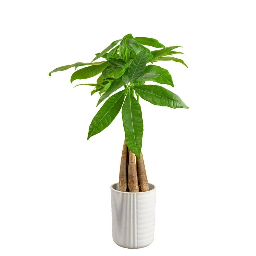 4 In. Money Tree Braid Plant In White Decor Planter, Avg. Shipping Height 16 In. Tall 3 4 In. Money Tree Braid Plant In White Decor Planter, Avg. Shipping Height 16 In. Tall