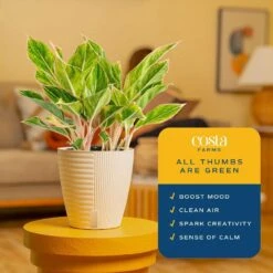 Aglaonema Indoor Chinese Evergreen Plant In 6 In. Self-Watering Decor Pot, Avg. Shipping Height 1-2 Ft. Tall 15 Aglaonema Indoor Chinese Evergreen Plant In 6 In. Self-Watering Decor Pot, Avg. Shipping Height 1-2 Ft. Tall -Home plant costa farms house plants 6siamaghol2pk 1f 1000