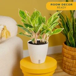 Aglaonema Indoor Chinese Evergreen Plant In 6 In. Self-Watering Decor Pot, Avg. Shipping Height 1-2 Ft. Tall 14 Aglaonema Indoor Chinese Evergreen Plant In 6 In. Self-Watering Decor Pot, Avg. Shipping Height 1-2 Ft. Tall -Home plant costa farms house plants 6siamaghol2pk 4f 1000