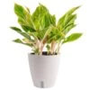 Aglaonema Indoor Chinese Evergreen Plant In 6 In. Self-Watering Decor Pot, Avg. Shipping Height 1-2 Ft. Tall -Home plant costa farms house plants 6siamaghol2pk 64 1000