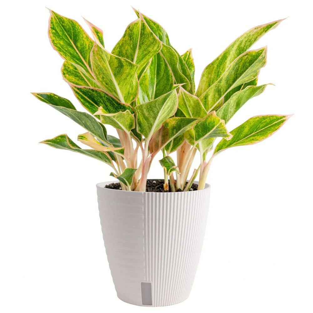 Aglaonema Indoor Chinese Evergreen Plant In 6 In. Self-Watering Decor Pot, Avg. Shipping Height 1-2 Ft. Tall 3 Aglaonema Indoor Chinese Evergreen Plant In 6 In. Self-Watering Decor Pot, Avg. Shipping Height 1-2 Ft. Tall