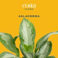 Aglaonema Indoor Chinese Evergreen Plant In 6 In. Self-Watering Decor Pot, Avg. Shipping Height 1-2 Ft. Tall 13 Aglaonema Indoor Chinese Evergreen Plant In 6 In. Self-Watering Decor Pot, Avg. Shipping Height 1-2 Ft. Tall -Home plant costa farms house plants 6siamaghol2pk c3 1000