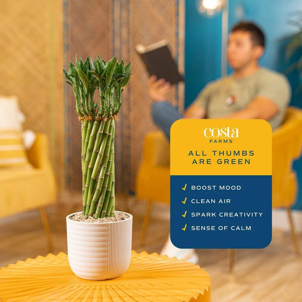 Grower's Choice Small Lucky Bamboo Indoor Plant In 3.4 In. White Decor Planter, Avg. Shipping Height 1-2 Ft. Tall 7 Grower's Choice Small Lucky Bamboo Indoor Plant In 3.4 In. White Decor Planter, Avg. Shipping Height 1-2 Ft. Tall - Image 5