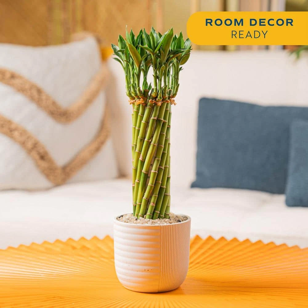 Grower's Choice Small Lucky Bamboo Indoor Plant In 3.4 In. White Decor Planter, Avg. Shipping Height 1-2 Ft. Tall 6 Grower's Choice Small Lucky Bamboo Indoor Plant In 3.4 In. White Decor Planter, Avg. Shipping Height 1-2 Ft. Tall - Image 4
